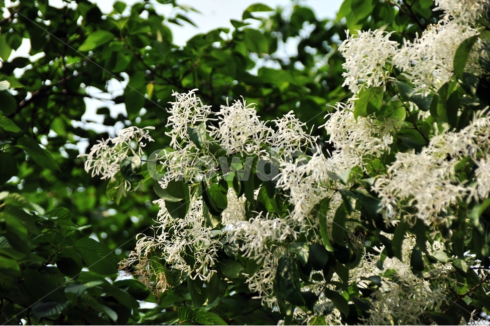 이팝나무,쌀나무,신목,물푸레나무,하얀꽃,봄꽃,가로수,식물,자연,plants,nature,꽃,flower