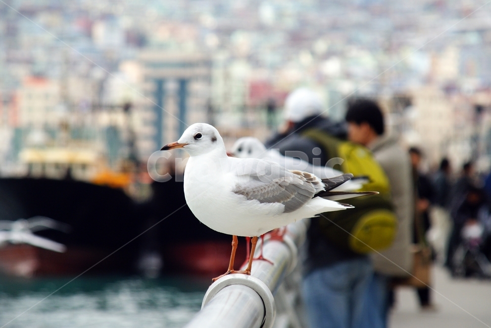 갈매기,seagull,부산,바다,새,bird,busan,한국,korea,동물,animal,조류,새,birds