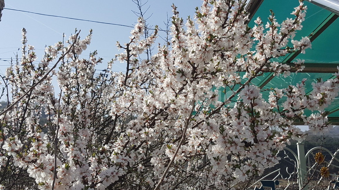 꽃,식물,화단,풍경,자연,식물,자연,plants,nature,꽃,flower