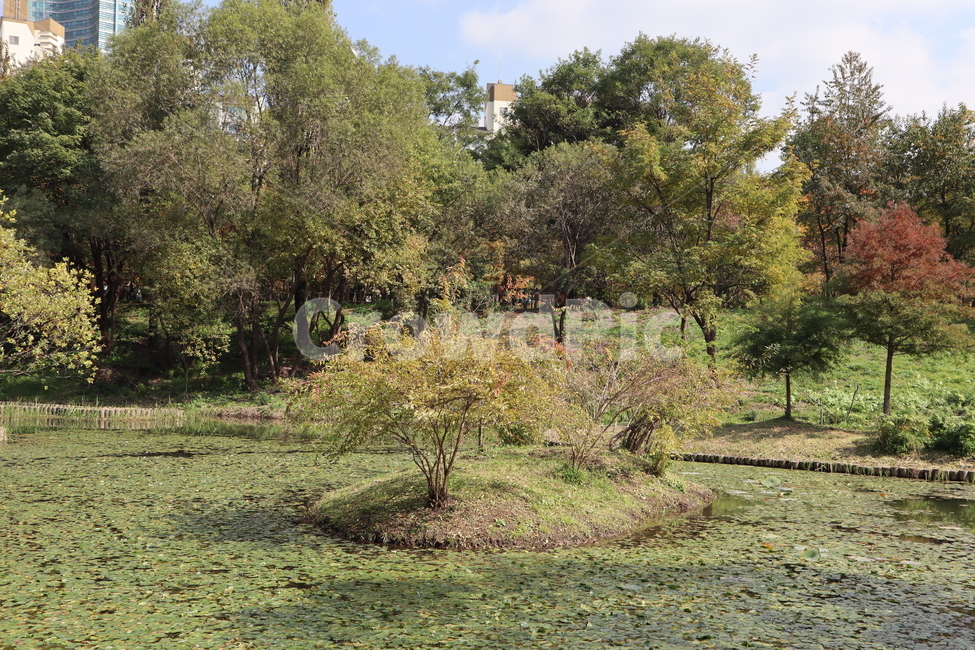 연잎,가을,호수,풍경,자연,자연,풍경,nature,landscape,tree,나무,plant,식물,ground,바닥