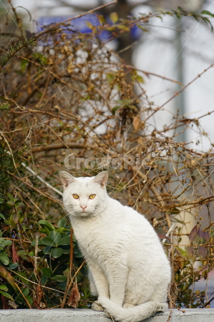 고양이,길냥이,동물,포유류,cat,animal,동물,animal,포유류,mammal,고양이,cat,kitten,kitty
