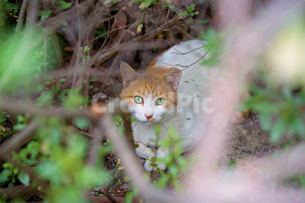 고양이,길냥이,냥이,자연,동물,아파트앞,코숏