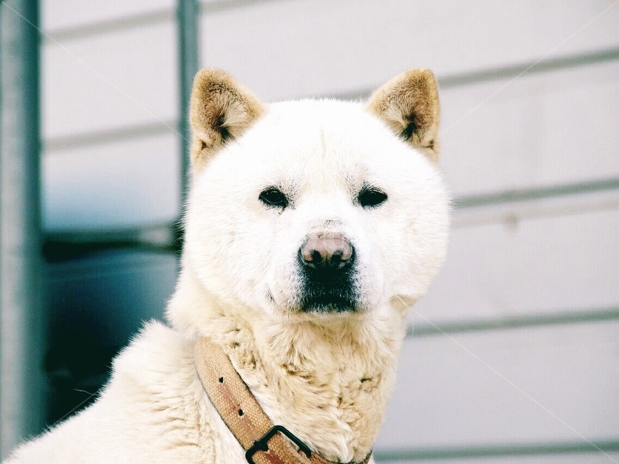 개,애완동물,강아지,동물,반려견,동물,animal,포유류,mammal,개,강아지,dog,doggy