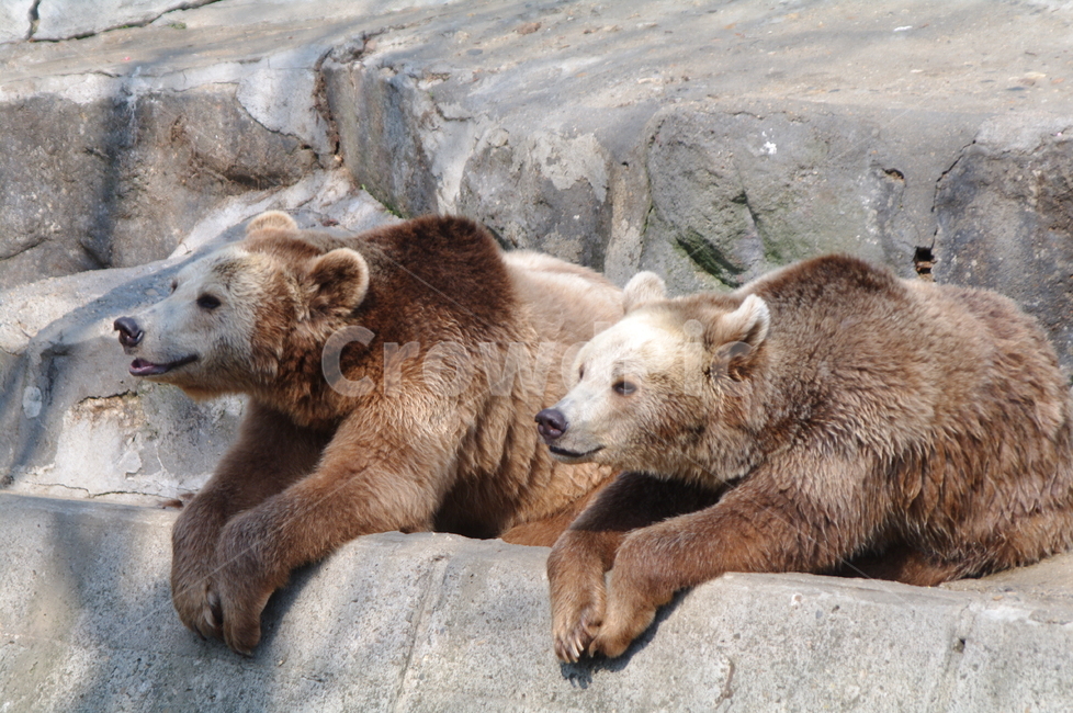 야생동물,mammal,포유류,animal,동물,곰,bear,야생동물,wildlife,동물,animal,포유류,mammal