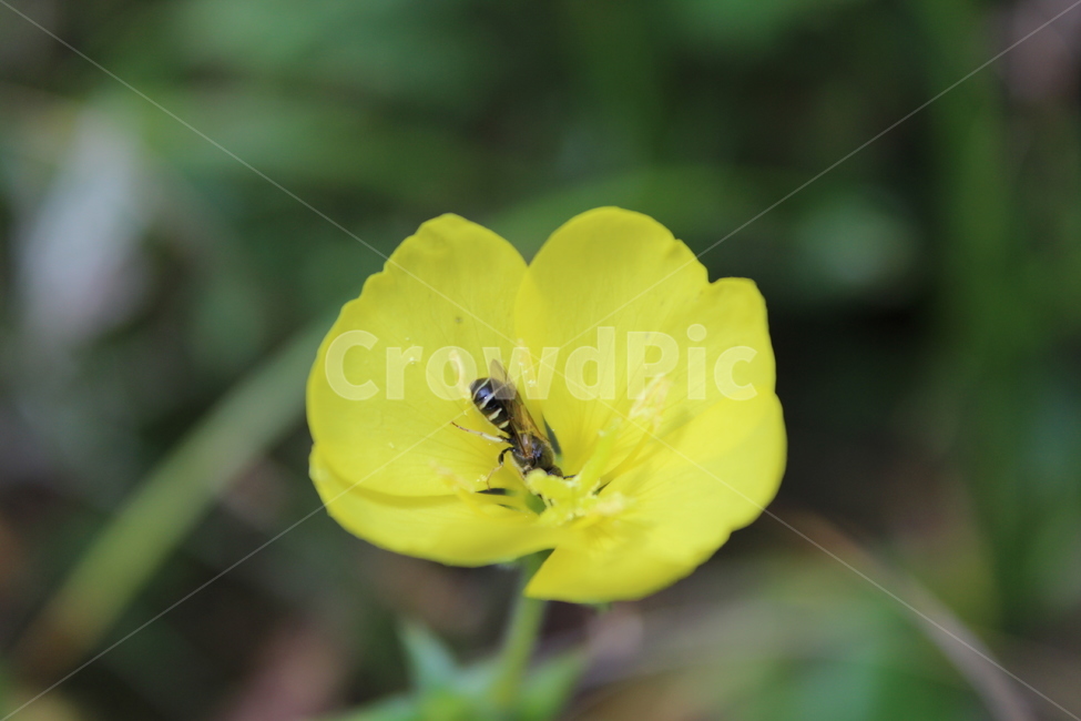 꽃,벌,꿀벌,노란색꽃,노란색,flower,bee,yellowflower,yellow,식물,자연,plants,nature,꽃,flower