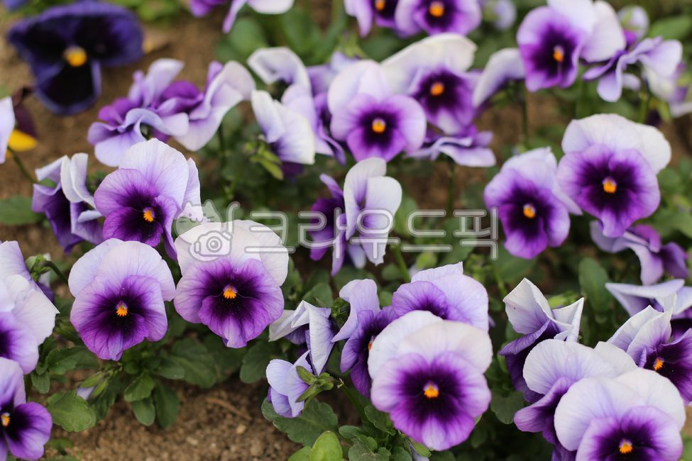pansy,spring flower,purple,violet,flower,flower,purple flower