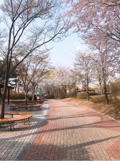 벚꽃,공원,한적한,입구,공원길