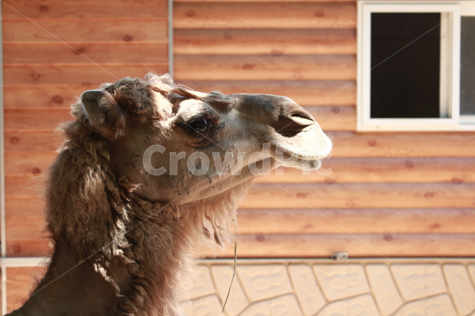 낙타,낙타옆모습,camel,동물원,animal,동물,animal,포유류,mammal