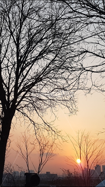 풍경,석양,노을,태양,나무,도시,풍경,city,landscape,식물,자연,plants,nature,나무,trees,wood,실루엣,그림자,silhouette,shadow,tree,plant