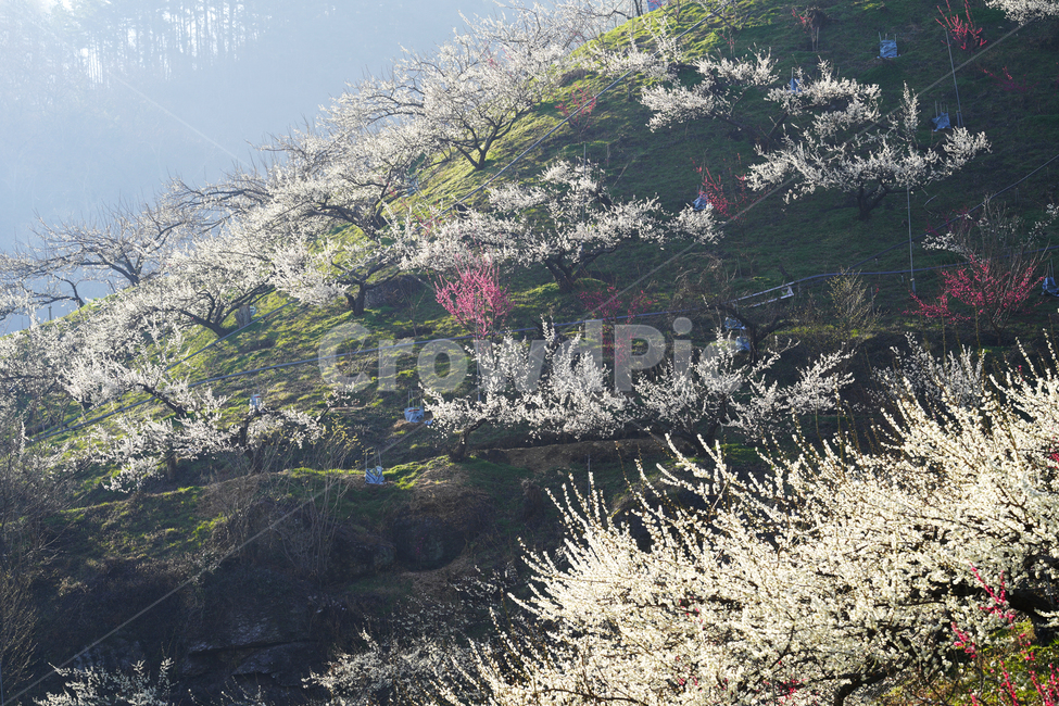 광양,매화,봄,꽃,식물,flower,봄,계절,spring,season