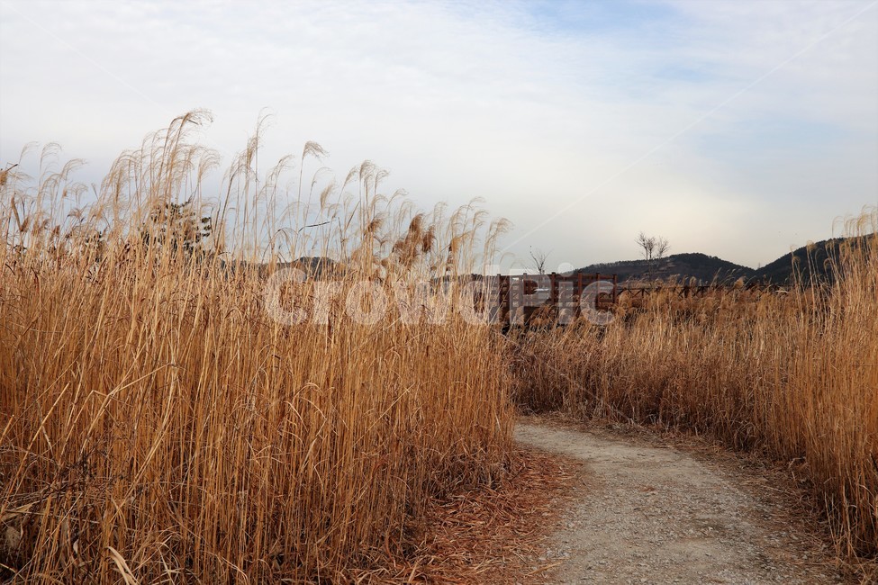 오솔길,숲길,가을산길,마실,갈대밭,흙길,갈대,가을,계절,fall,autumn,season,자연,풍경,nature,landscape,plant,식물,grass,잔디,lawn
