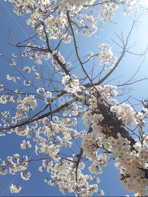 plant,식물,flower,꽃,cherryblossom,벚꽃,blossom