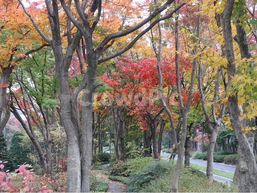 나무,단풍,가을,식물,plant,tree,가을,계절,fall,autumn,season,tree trunk,나무 줄기