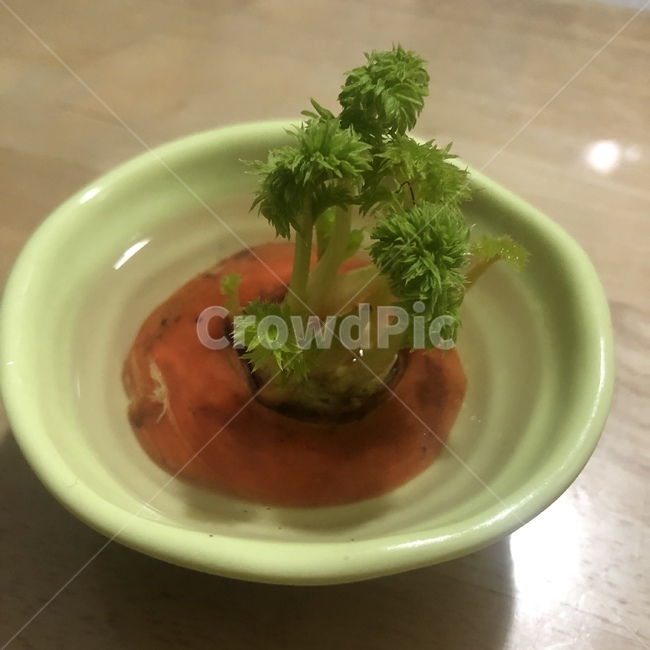 당근,새싹,당근싹,종지,그릇,carrot