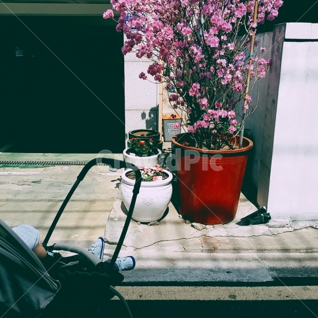 진달래,봄,꽃,나들이,꽃구경,꽃과아기,식물,자연,plants,nature,꽃,flower,사람,인물,인간,human,person,영유아,아기,애기,아이,infants,baby