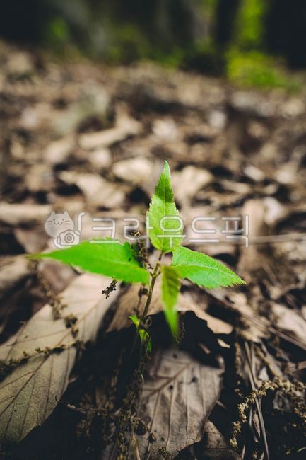 새싹,초록빛,새생명,경외로움,생명의신비,희망,어린희망,녹색,green,leaf,잎