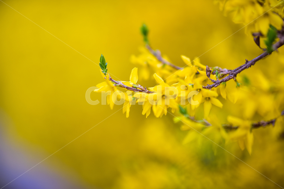 봄,꽃,노랑,새싹,개나리,봄,계절,spring,season