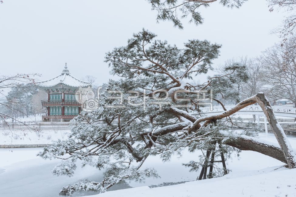 palace,pine tree,Chyunggyo Bridge,snow scene,tree,Hyangwonjeong,winter,heritage,Gyeongbokgung Palace,white,pavilion,snow,Korean tradition
