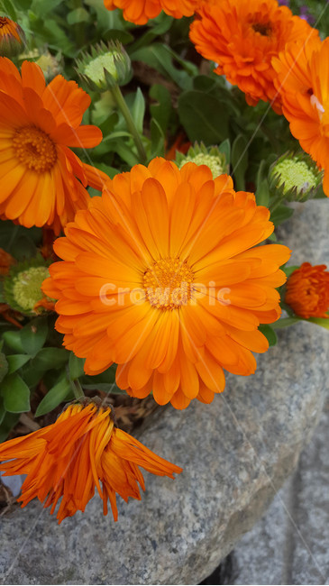 봄,식물,근접,꽃,flower