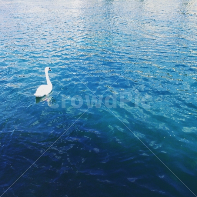 백조,호수,Swan,유럽,에메랄드빛물색,동물,animal,조류,새,birds