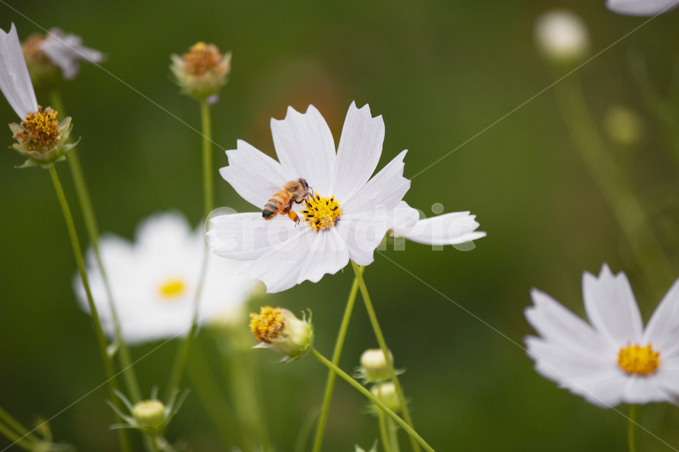 plant,bee,벌,honeybee,꿀벌,insect,곤충,꽃,식물,코스모스,자연,flower,감성사진,식물,자연,plants,nature,꽃,flower,곤충,벌레,insect,bug