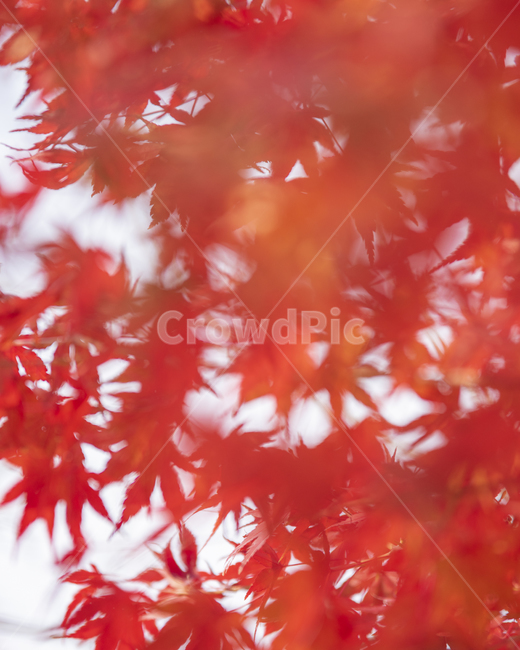 단풍,식물,잎,나무,가을,가을,계절,fall,autumn,season