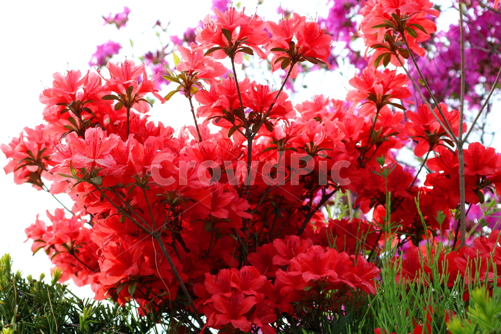 철쭉,꽃,철쭉꽃,나무,식물,철죽,철쭉나무,진달래,진달래과,개꽃나무,자연,야생화,낙엽관목,분홍꽃,연산홍