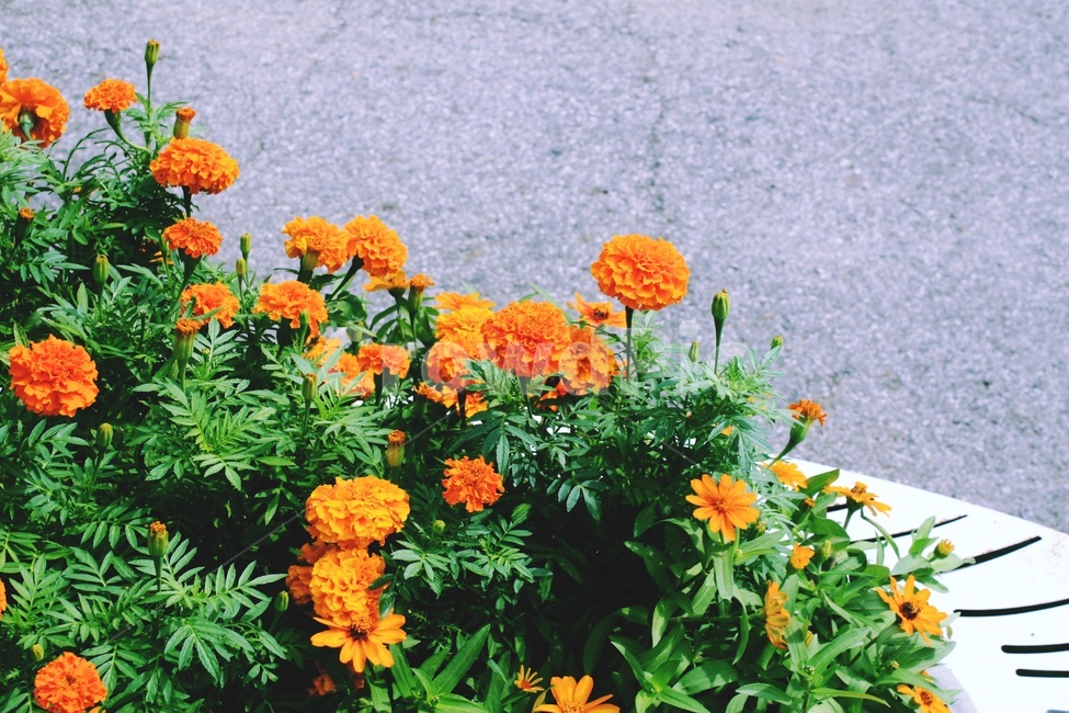 flower,꽃,식물,geranium,plant,blossom,식물,자연,plants,nature,꽃,flower