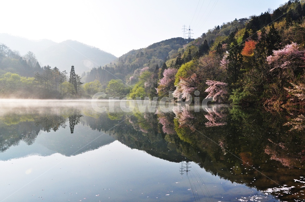 전남,화순,세량지,세량제,저수지,반영,아침,벚꽃,물안개,plant,식물,tree,나무,nature,자연,outdoors,옥외,water,물,봄,계절,spring,season,자연,풍경,nature,landscape,한국자연풍경,한국자연경관,korea nature landscape