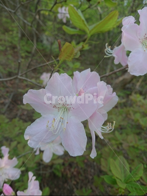 blossom,식물,꽃,heathfamily,진달래과,식물,자연,plants,nature,꽃,flower