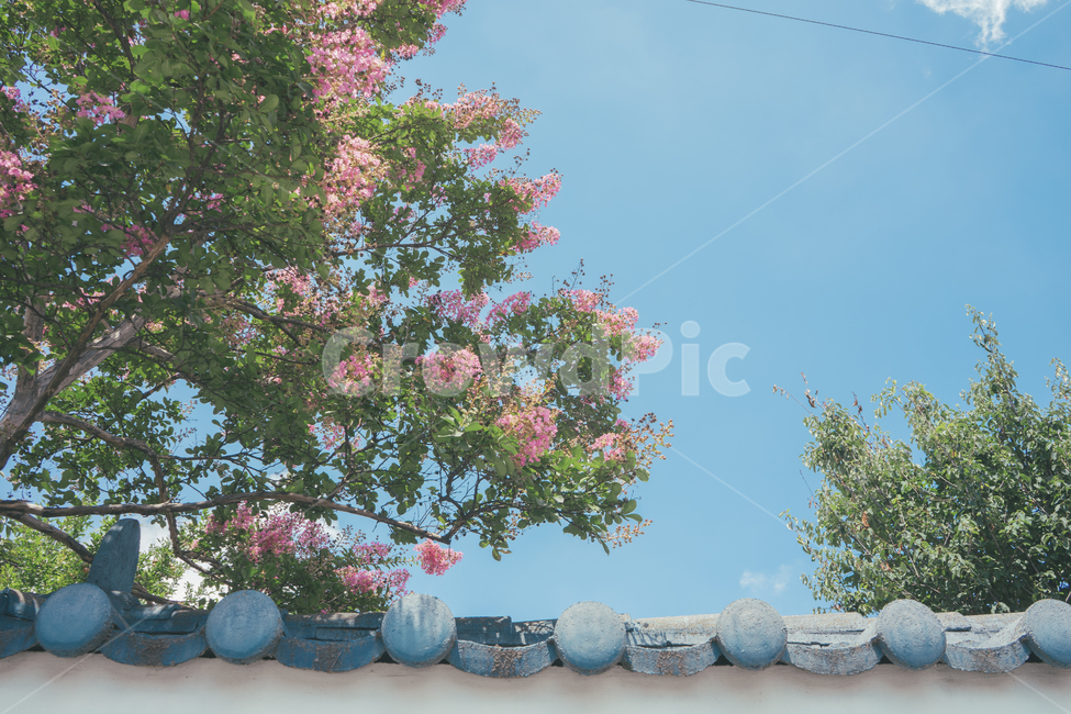 풍경,하늘,구름,여름,감성,나무,꽃,식물,지붕,파란색,하얀색,초록색,landscape,tree,cloud,sky,emotion,home,flower,자연,풍경,nature,landscape,plant