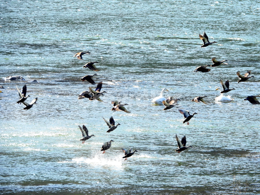 동물,철새,강,호수,계절,동물,animal,조류,새,birds