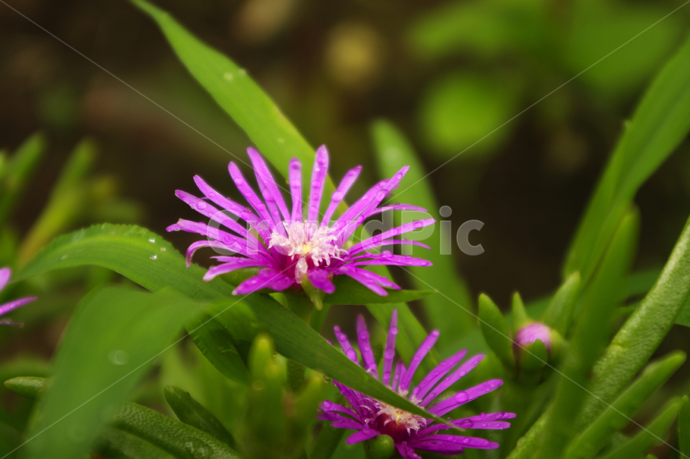 flower,꽃,식물,plant,사철채송화,식물,자연,plants,nature,꽃,flower