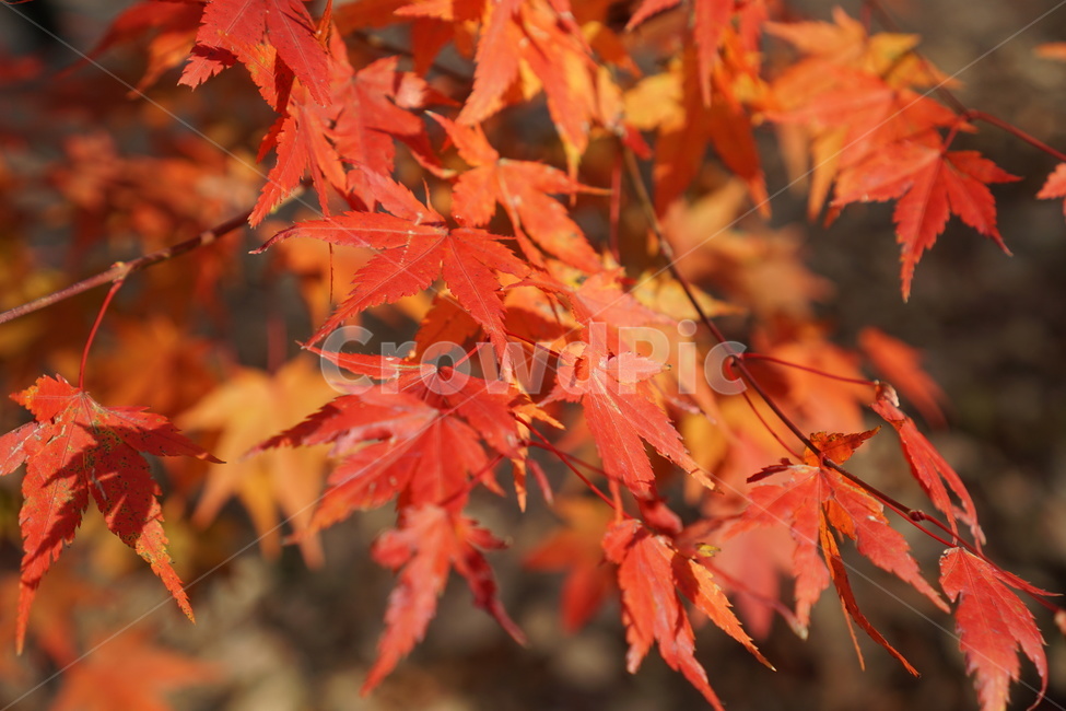 단풍,단풍놀이,가을,낙엽,가을산,힐링,가을,계절,fall,autumn,season,leaf,잎,plant,식물,tree,나무,maple