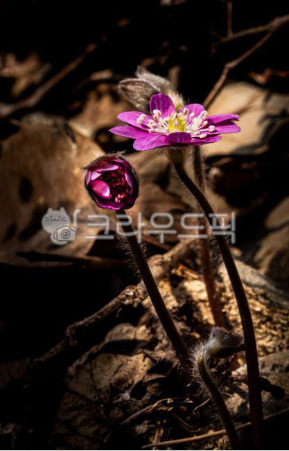 flower,꽃,petal,꽃잎,바라꽃,변산,자주색,빛,꽃수술,봄