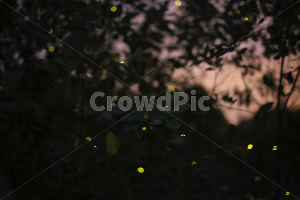 반딧불,반딧불이,firefly,자연,곤충,감성사진,야경,밤,풍경,nightscape,night,landscape,식물,자연,plants,nature,감성,sensible,feeling,invertebrate,무척추 동물,animal,동물,insect