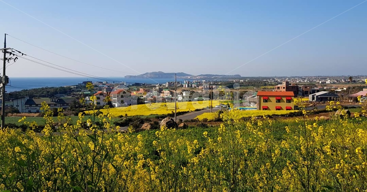 제주도,서귀포,산방산,유채꽃,해변,산,바다,ocean,canola,jejuisland,seogwipo