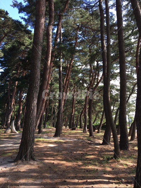 나무,소나무,나무길,나무줄기,tree,식물,plant,흙길,길,흙,따사로운,햇살,햇빛,쉬고싶은,여유로운,많은,숲,바탕,배경,자연