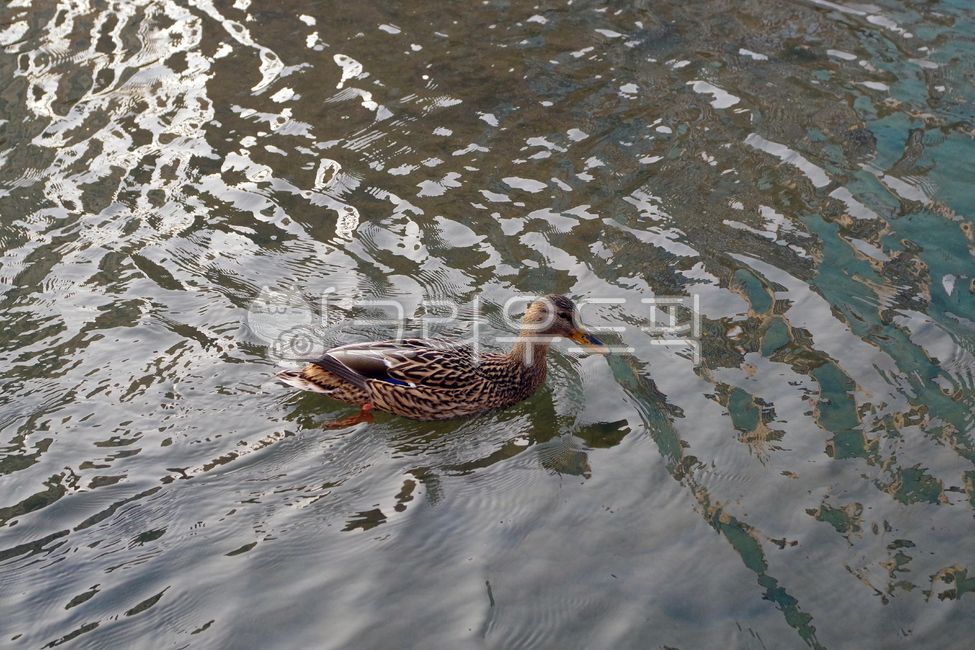 불광천,오리,조류,야생조류,하천,seoul,duck,bird,wildbird,pair,river,동물,animal