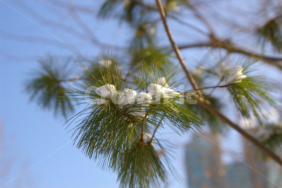 눈,눈내린후,쌓인눈,겨울,소나무,겨울,계절,winter,season