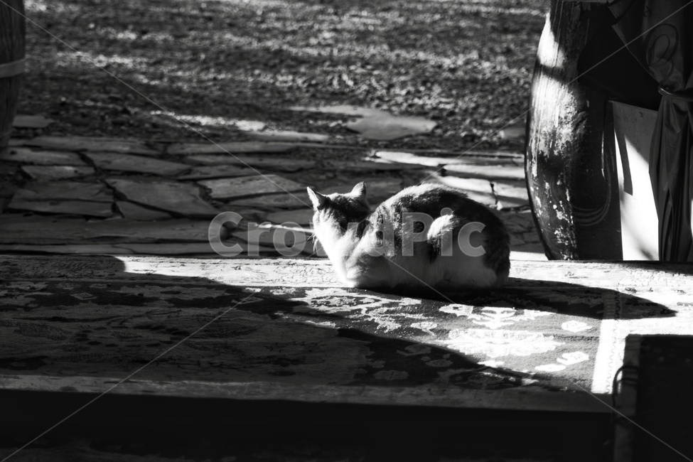 pet,cat,animal,동물,고양이,포유류,동물,animal,포유류,mammal,고양이,cat,kitten,kitty,흑백,모노톤,monochrome,black and white