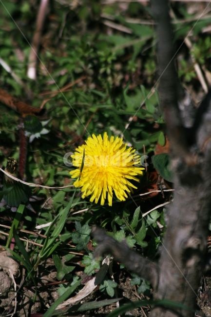 plant,식물,꽃,노란색,코스모스