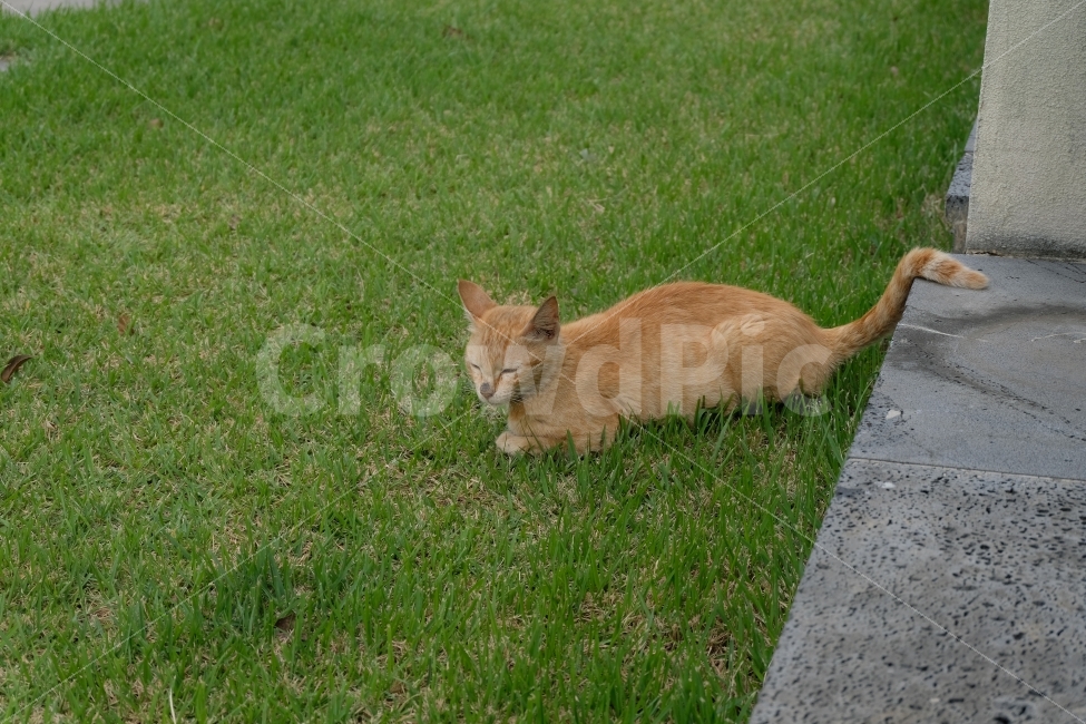 고양이,길냥이,노란고양이,반려동물,동물,고양이과,냥이,개냥이,반려묘,식빵고양이,동물,animal,포유류,mammal,고양이,cat,kitten,kitty