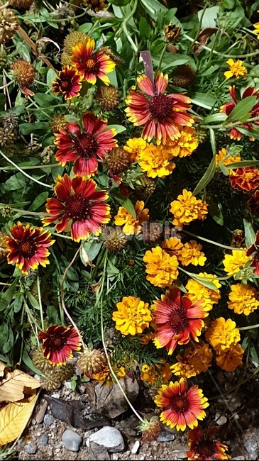 가을,가을꽃,꽃,둥근꽃,천인국,식물,자연,plants,nature,꽃,flower