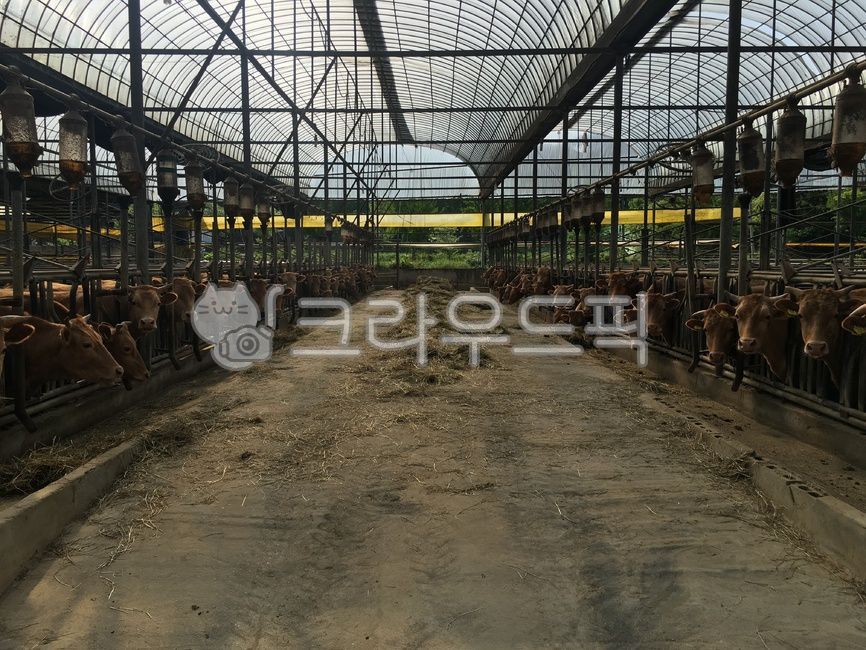 소, 여물, 축사, cow, animal, 사진,이미지,일러스트,캘리그라피 - Nk48writer작가