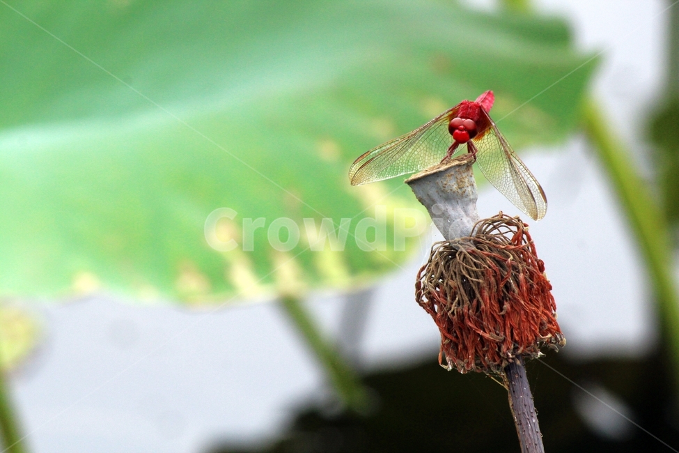 잠자리,연잎,영원회귀,고요,인연,식물,자연,plants,nature,동물,animal,곤충,벌레,insect,bug