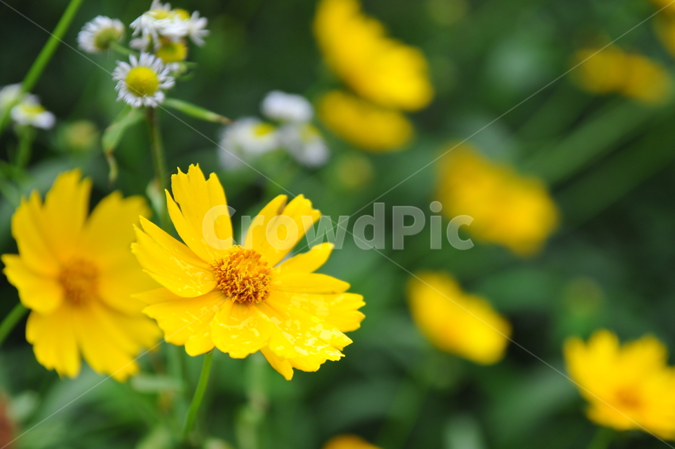 꽃,flower,아웃포커싱,들꽃,삼각산,식물,자연,plants,nature,꽃,flower