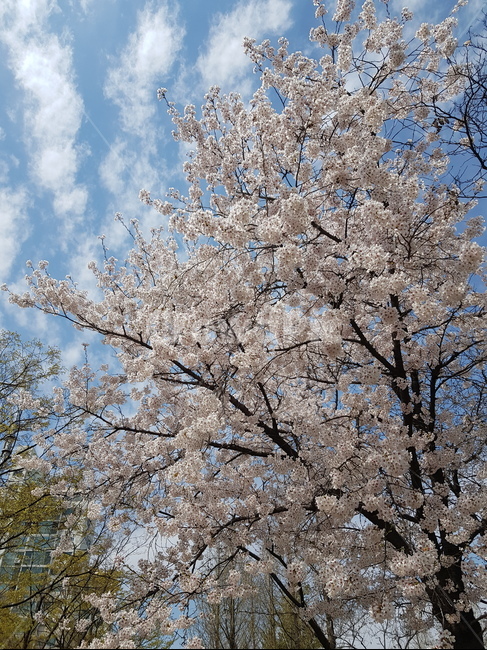 blossom,벚꽃,봄,flower,자연,식물,식물,자연,plants,nature,꽃,flower