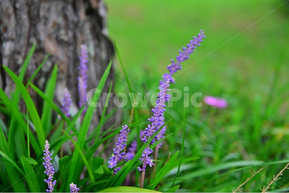 plant,식물,blossom,flower,꽃,야생화,맥문동,소나무