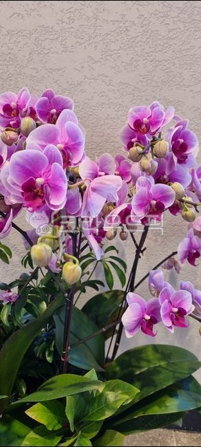 flower,꽃,petal,꽃잎,팔라이놉시스,외떡잎식물,난초과,여러해살이풀,phalaenopsisaphrodite,난초